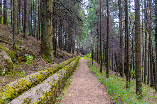 footpath in the woods