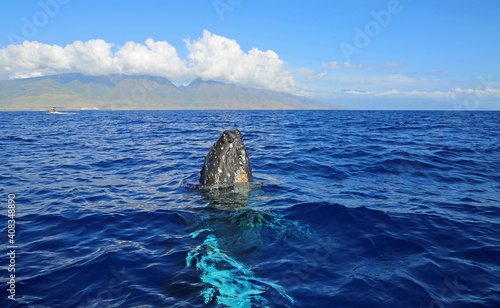 Breaching whale and Maui - Humpback Whale, Hawaii