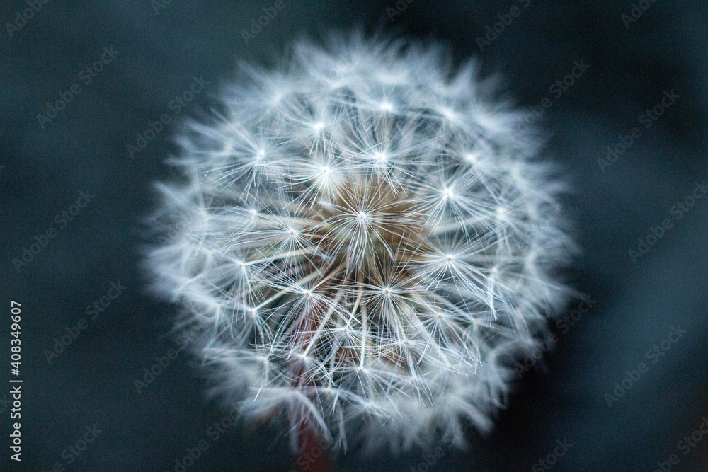 Fototapeta premium dandelion macro