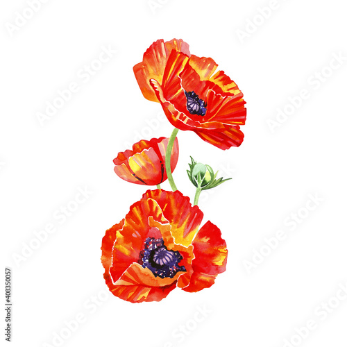 Red Poppy flower isolated on white background, illustration