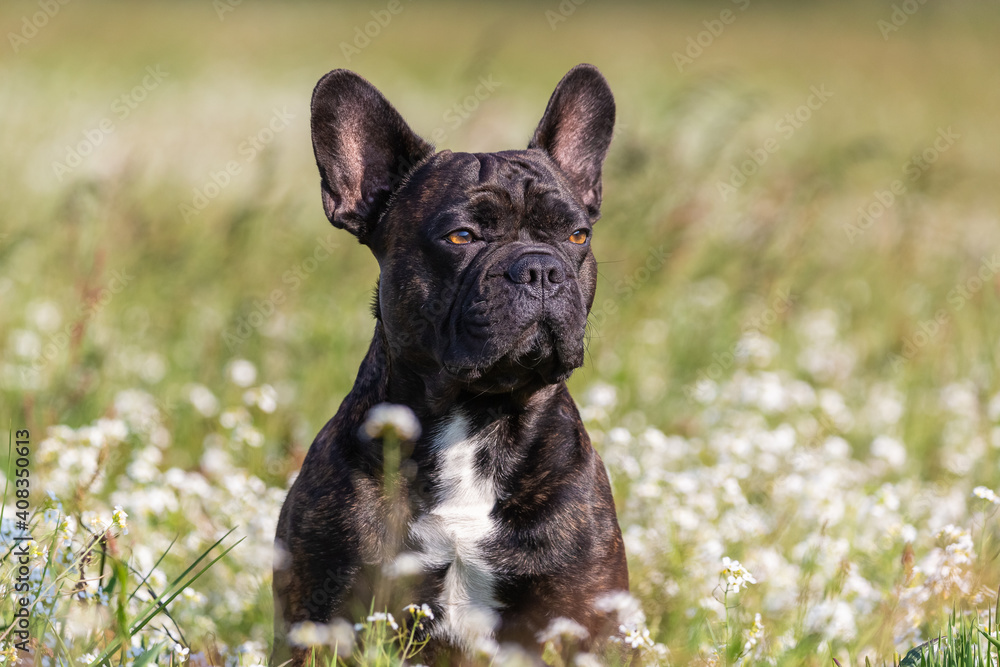 Porträt einer französischen Bulldoge in der Wiese