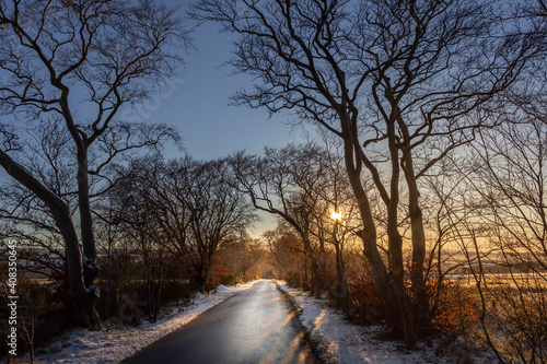 moody pathway with trees at sunset