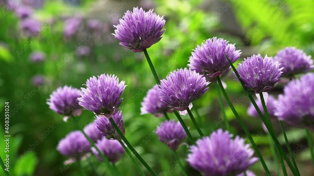 Shallow depth of field closeup of chive flowers gently swaying in a garden. Shallow depth of field closeup of chive flowers gently swaying in a garden.