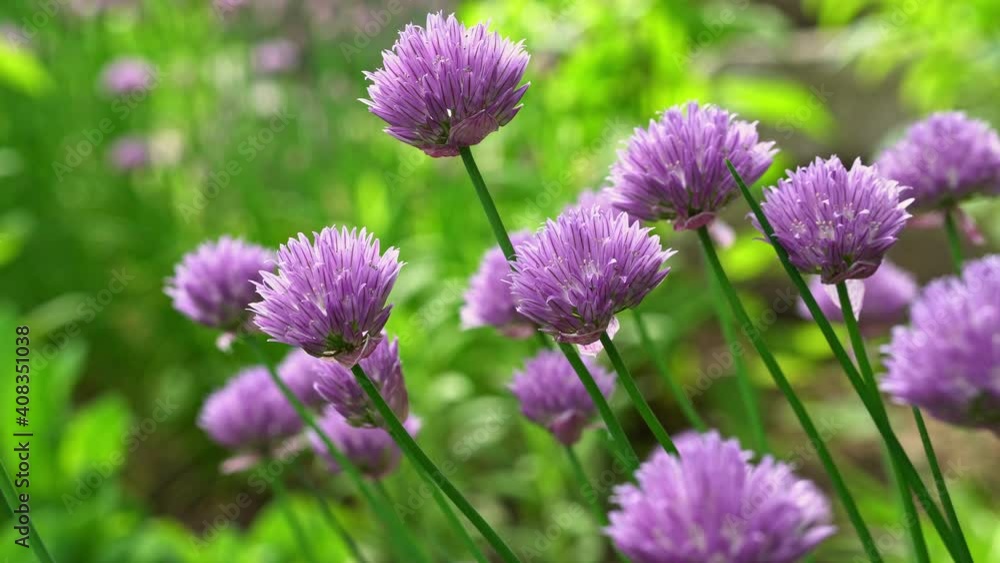 Closeup of chive flowers gently swaying in a garden with insect flying about . Closeup of chive flowers gently swaying in a garden with insect flying about .