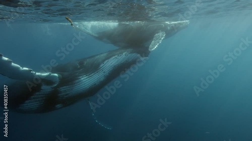 Humpback whales  in the clear water of the south pacific around the island of Tahiti