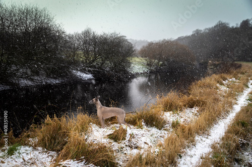 tree by the river at Ochiltree photo