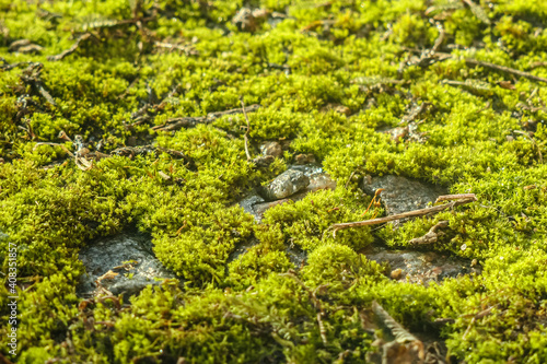 Perspective view of close up of green moss texture in nature, small depth of focus. © Nata Studio