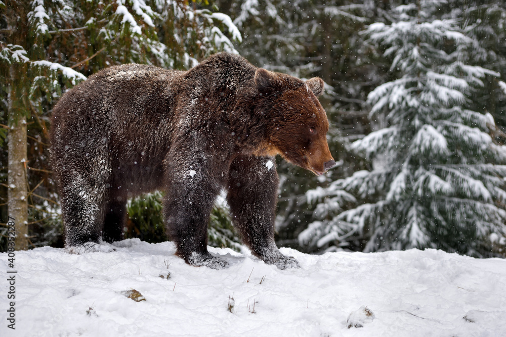 Wild brown bear (Ursus arctos) in winter forest
