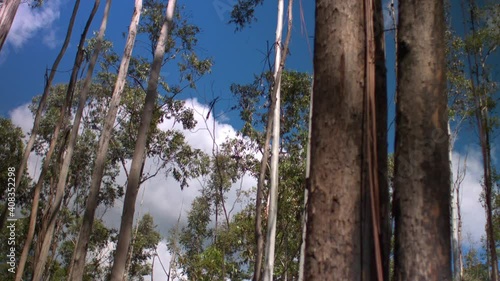 Eucalyptus with pan movement