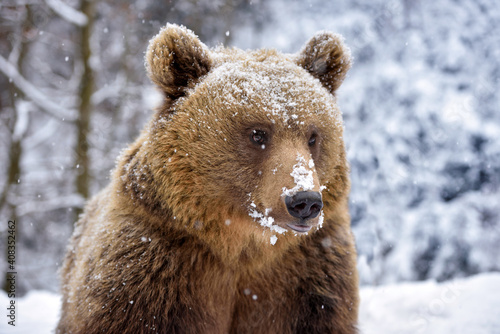 Beautiful close up portrait of the brown bear (Ursus arctos)