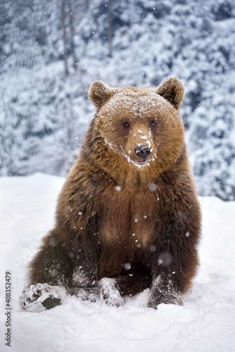 Brown bear (Ursus arctos) sitting in the snow. Snowfall. Natural habitat. Winter season.