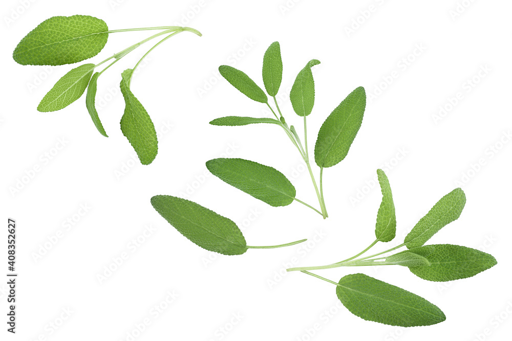 Sage herb leaves isolated on white background with clipping path . Top view. Flat lay