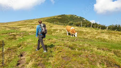 A man in hiking outfit crossing a pasture next to a brown cow, while hiking to Speikkogel, Austrian Alps. The mountains around are lush green. The cow is grazing on an Alpine meadow. Calmness