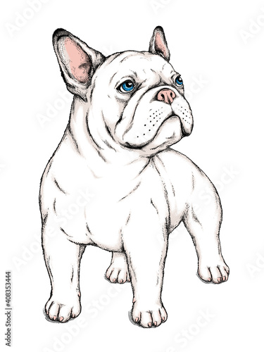 Cute french bulldog sketch. Vector illustration