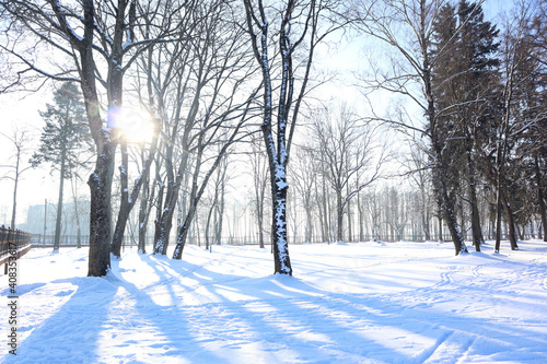 Trees and their shadows in the morning sun in the winter old park, side view, winter landscape