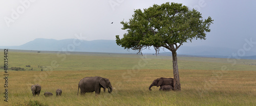 Photography panorama of elephant group standing under acacia in open savannah
