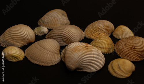 closeup of bivalve seashells on black background of light beige colors, several shells of various sizes upside down