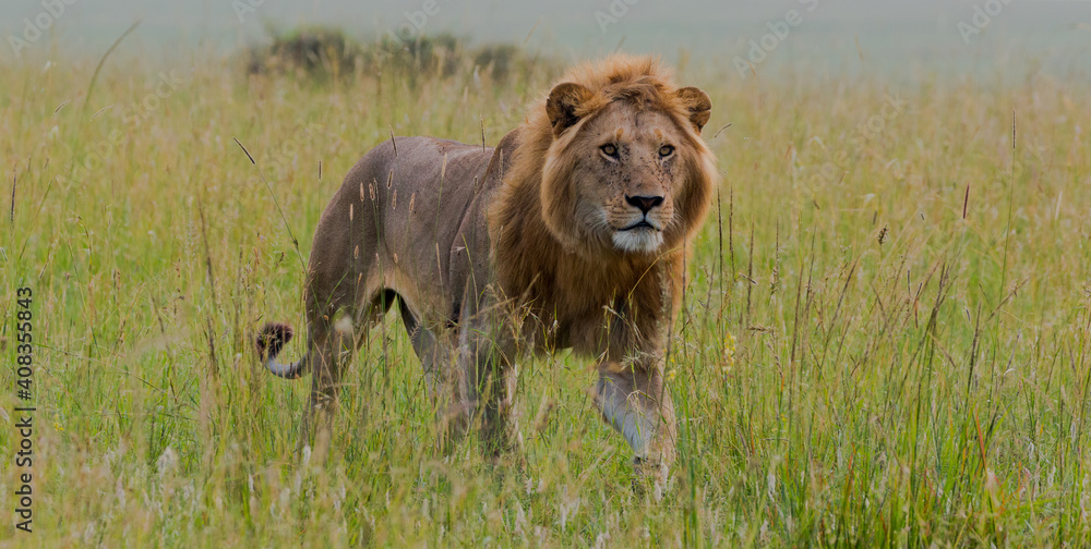 beautiful male lion in the savannah beautiful male lion in the savannah