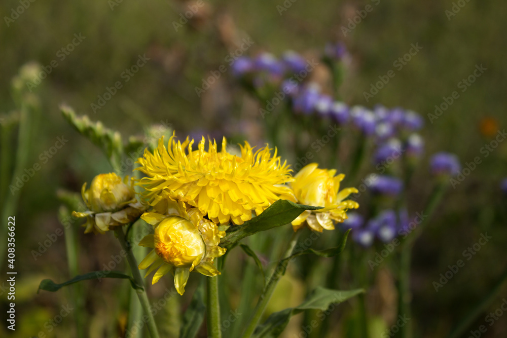 Bright yellow flowers of Xerochrysum bracteatum (Helichrysum bracteatum or Paper Flower) grow in the garden, beautiful bright straw flowers. Limonium in the background Bright yellow flowers of Xerochrysum bracteatum (Helichrysum bracteatum or Paper Flower) grow in the garden, beautiful bright straw flowers. Limonium in the background