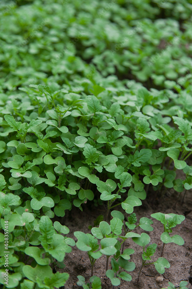 Young plants of white mustard as a green manure. White mustard help us to keep the firtility of our soil at high level. Young plants of white mustard as a green manure. White mustard help us to keep the firtility of our soil at high level.