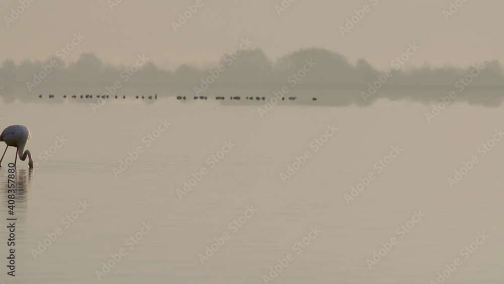 A lone Flamingo wading and feeding in the pale winter's morning light in the calm and tranquil waters of Lake Kerkini in Northern Greece A lone Flamingo wading and feeding in the pale winter's morning light in the calm and tranquil waters of Lake Kerkini in Northern Greece