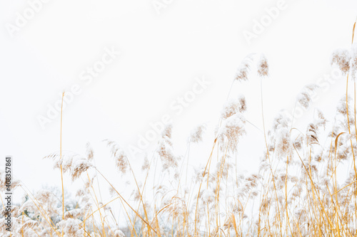 reed in winter, frozen and covered by snow outdoors in an blurred creative style  