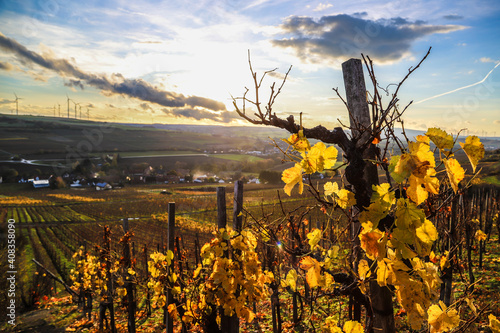 Vine hills fields in Germany