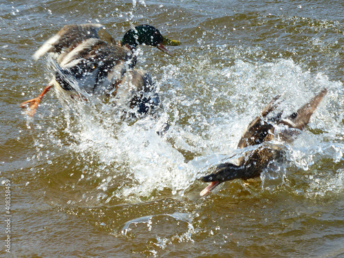 Two Drakes Splashing Extensively In Water