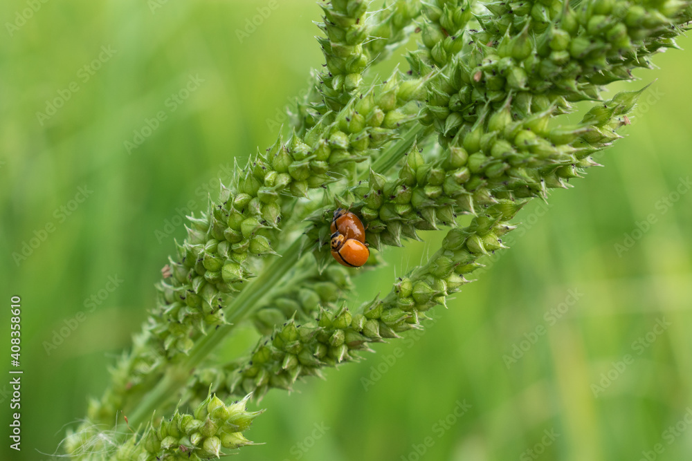 Macro photo of Ladybug in the green grass. Macro bugs and insects world. Nature in spring concept. Macro photo of Ladybug in the green grass. Macro bugs and insects world. Nature in spring concept.