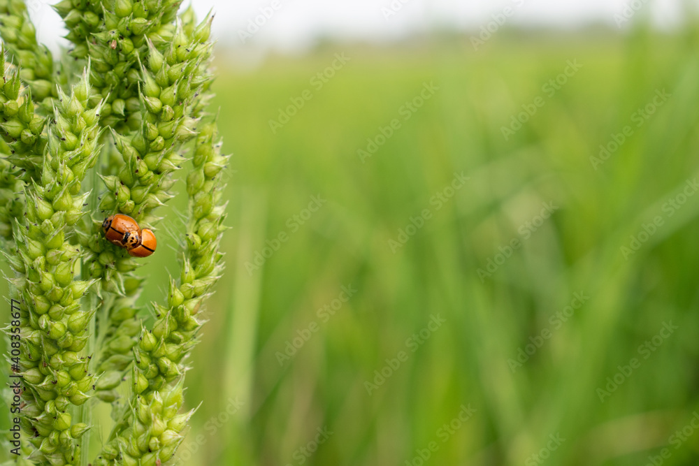 Macro photo of Ladybug in the green grass. Macro bugs and insects world. Nature in spring concept. Macro photo of Ladybug in the green grass. Macro bugs and insects world. Nature in spring concept.