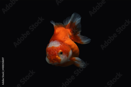goldfish isolated on a dark black background 