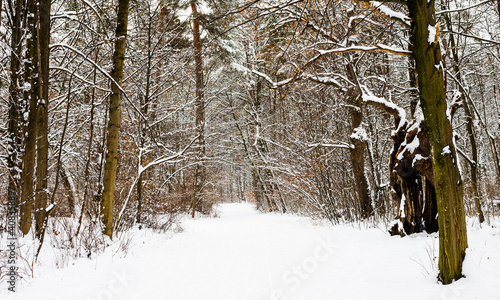 Wallpaper Mural winter wonderland in a stunning nature, forrest, covered by snow and surrounded by trees  Torontodigital.ca