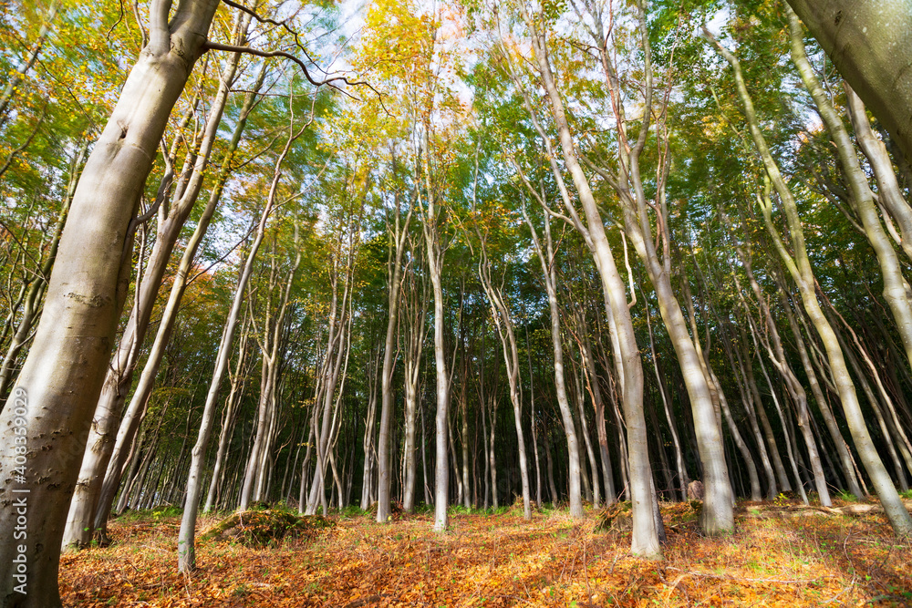 Fototapeta premium Buchen im Wald auf der dänischen Insel Broager