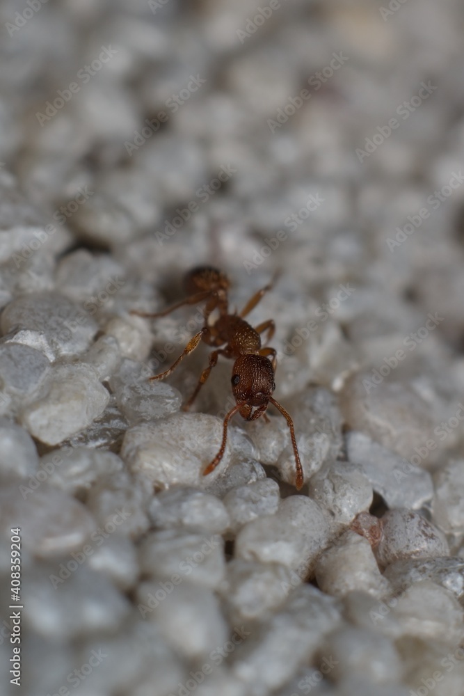 Myrmica ruginodis or mravenec rezavý Myrmica ruginodis or mravenec rezavý