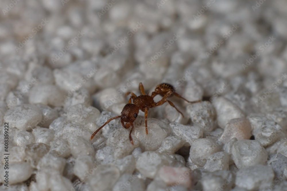 Myrmica ruginodis or mravenec rezavý Myrmica ruginodis or mravenec rezavý