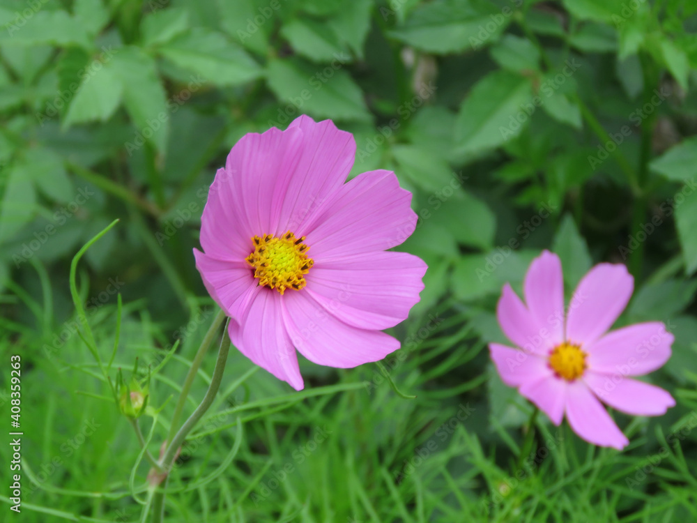 flor rosa flor rosa