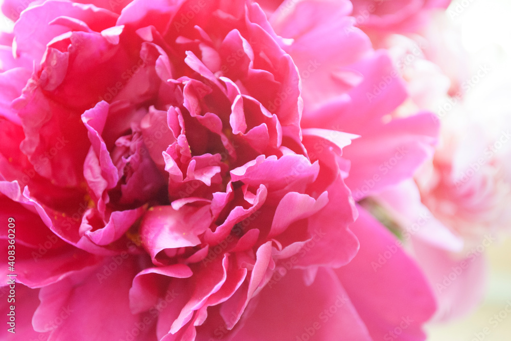 Peonies background.Flowery summer texture for background. Spring blossoms. Peonies background.Flowery summer texture for background. Spring blossoms.