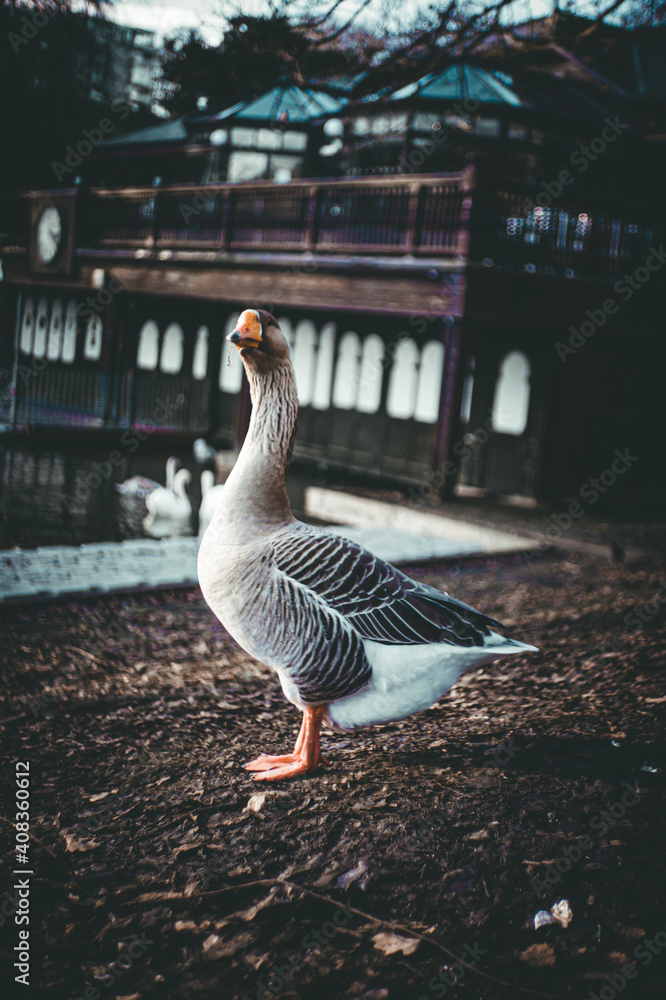 Obraz premium country goose on the bridge