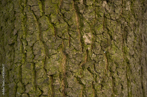 Texture of yellow with moss small oak bark
