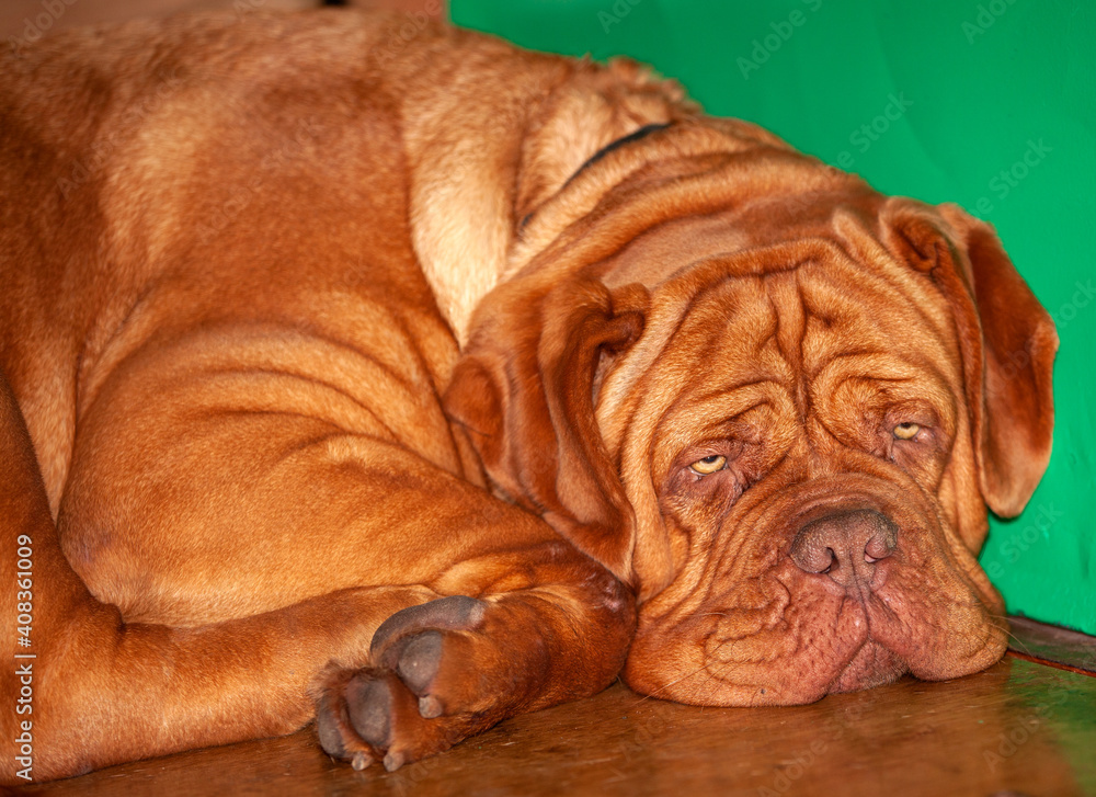 Dogue de Bordeaux at a dog show Dogue de Bordeaux at a dog show
