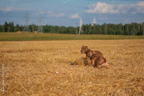 Two pibull terriers are playing, running around the field in summer.