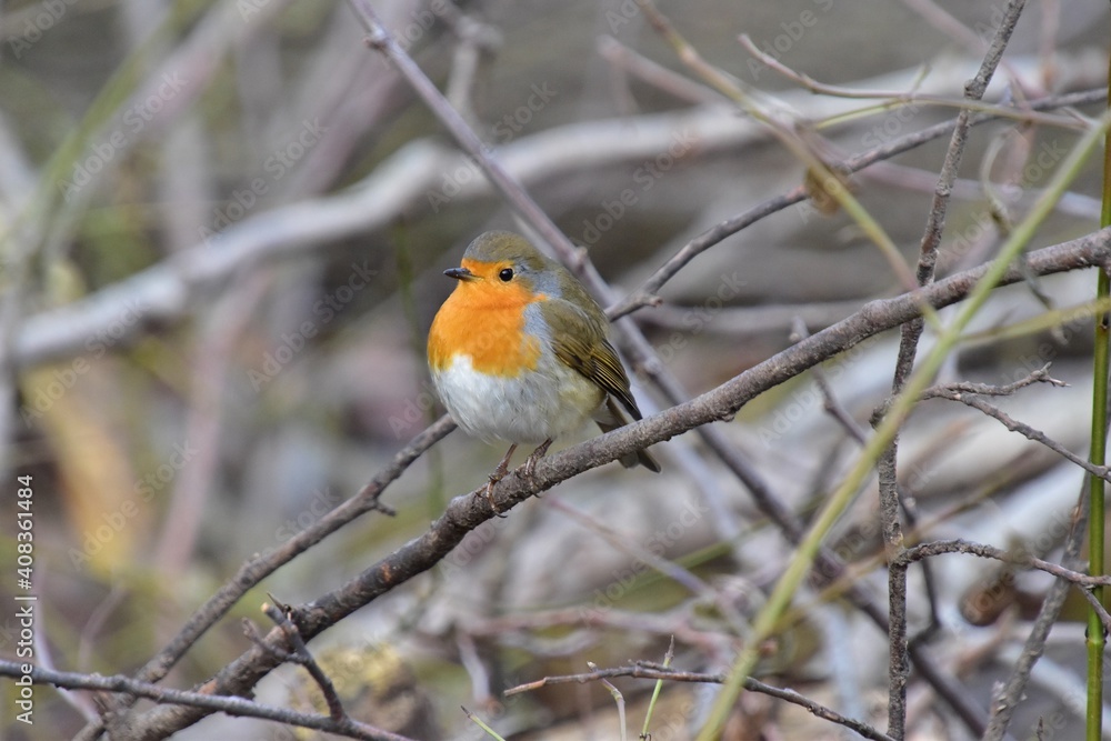 Erithacus rubecula Rotkehlchen