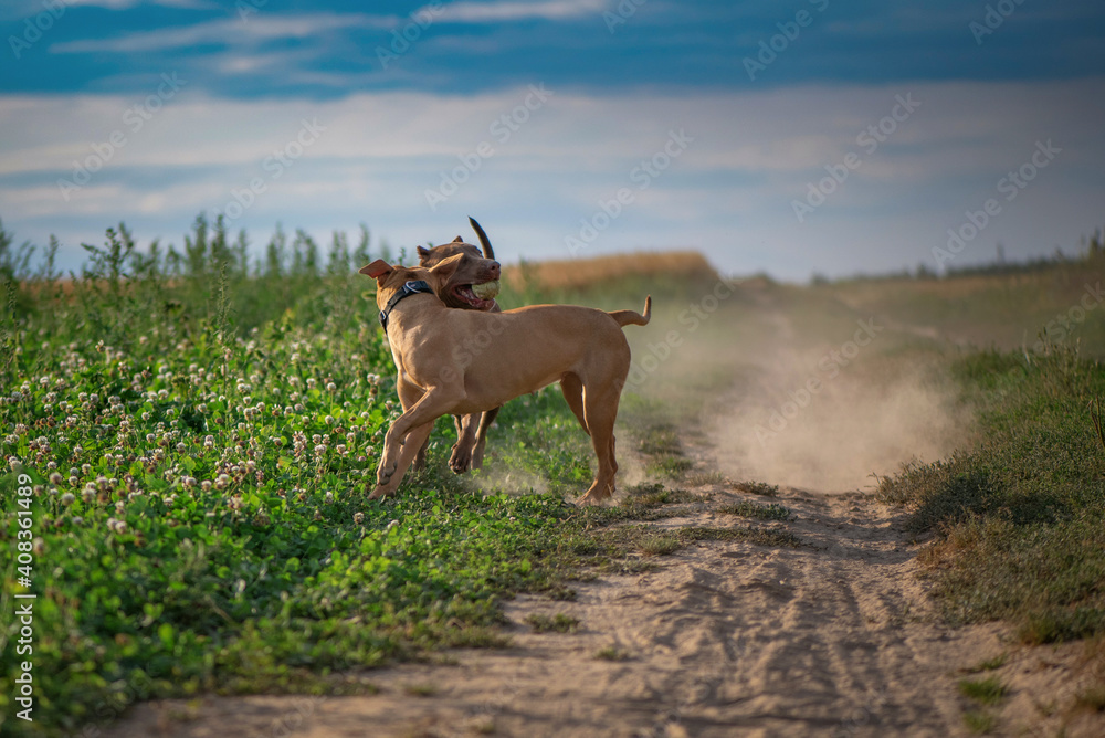 Two pibull terriers are playing, running around the field in summer. Two pibull terriers are playing, running around the field in summer.