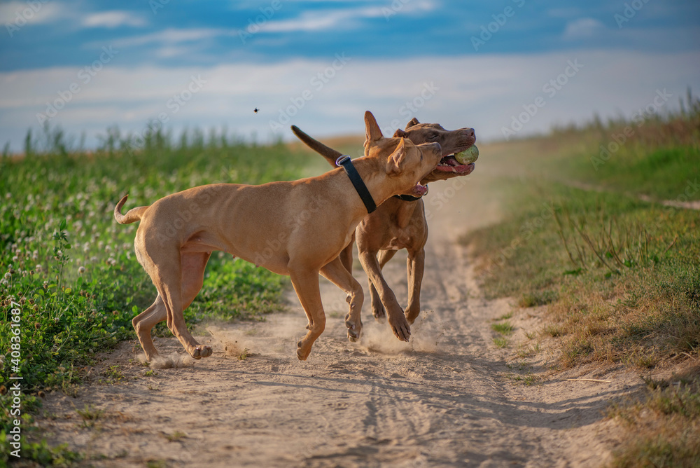 Two pibull terriers are playing, running around the field in summer. Two pibull terriers are playing, running around the field in summer.