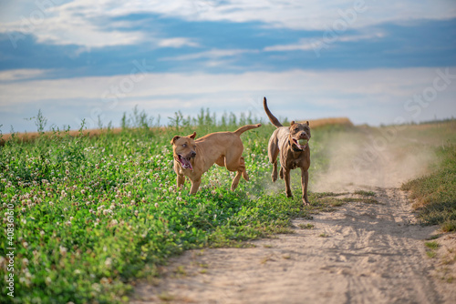 Two pibull terriers are playing, running around the field in summer.