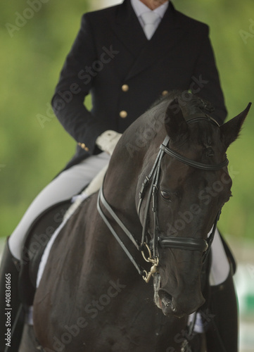 Dressage Horse rider dressed in dressage apparel attire black jacket with tails tall black boots beige jodhpurs ready for horse show dressage competition 