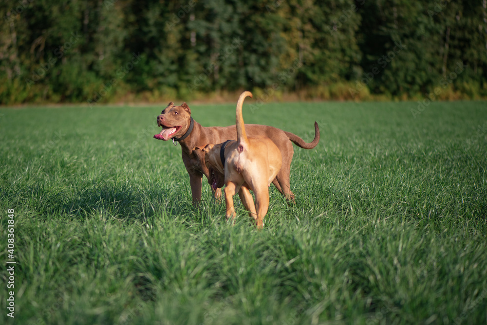 Two pibull terriers are playing, running around the field in summer. Two pibull terriers are playing, running around the field in summer.
