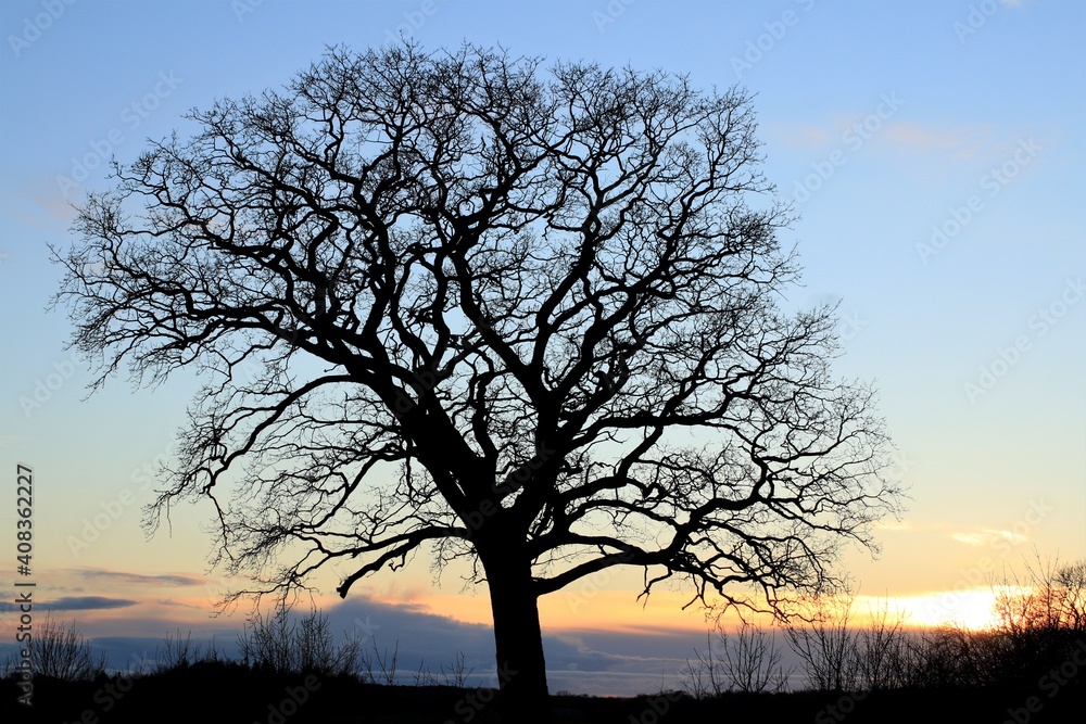 Silhouette of an old branched oak tree with romantic sunset light in winter.