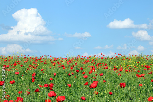 red poppies flower meadow landscape in springtime