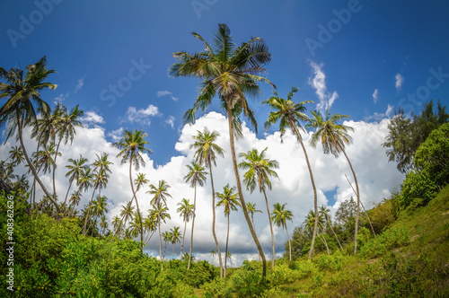 palm trees and blue sky © Anselm